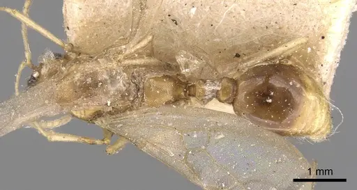 Tetramorium delagoense specimen CASENT0906129 image casent0906129_1