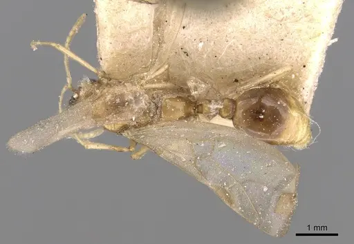 Tetramorium delagoense specimen CASENT0906129 image casent0906129_2