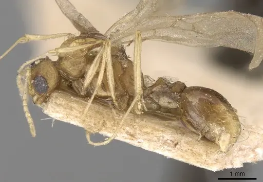 Tetramorium delagoense specimen CASENT0906129 image casent0906129_4
