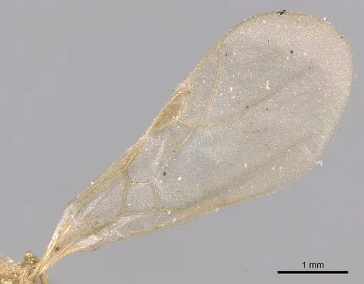 Tetramorium delagoense specimen CASENT0906129 image casent0906129_5