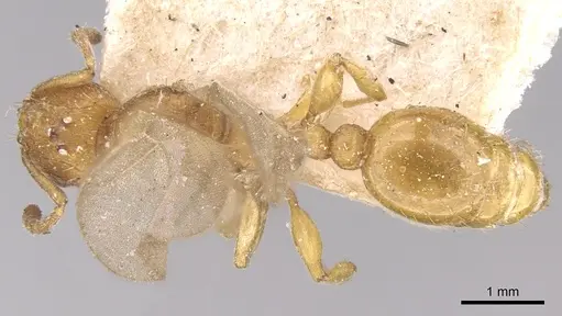 Tetramorium delagoense specimen CASENT0906130 image casent0906130_1
