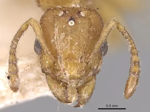 Tetramorium delagoense specimen CASENT0906130 image casent0906130_2