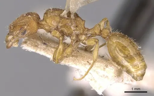 Tetramorium delagoense specimen CASENT0906130 image casent0906130_3