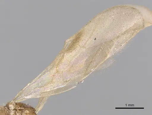 Tetramorium delagoense specimen CASENT0906130 image casent0906130_4