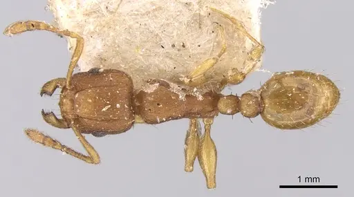 Tetramorium delagoense specimen CASENT0906131 image casent0906131_1