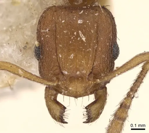 Tetramorium delagoense specimen CASENT0906131 image casent0906131_2