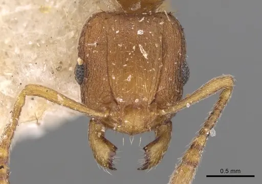 Tetramorium delagoense specimen CASENT0906131 image casent0906131_3