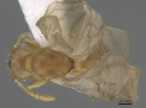 Tetramorium delagoense specimen LACMENT323518 image lacment323518_1