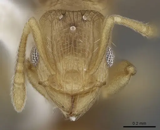 Tetramorium delagoense specimen LACMENT323518 image lacment323518_2