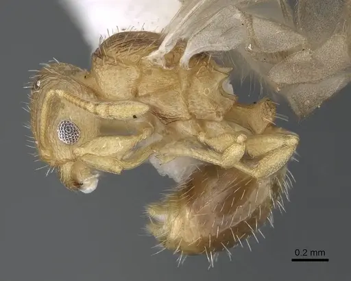 Tetramorium delagoense specimen LACMENT323518 image lacment323518_3
