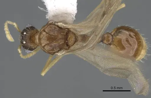 Tetramorium delagoense specimen LACMENT323527 image lacment323527_1