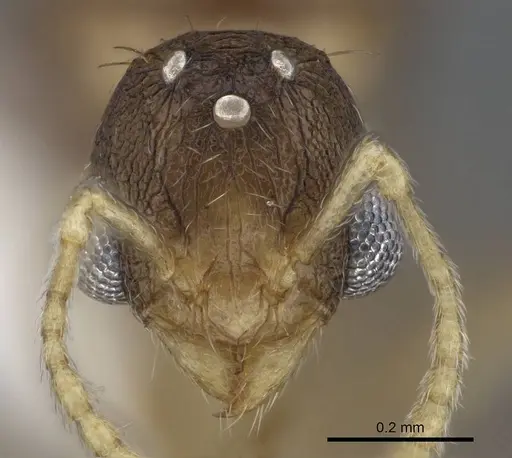 Tetramorium delagoense specimen LACMENT323527 image lacment323527_2