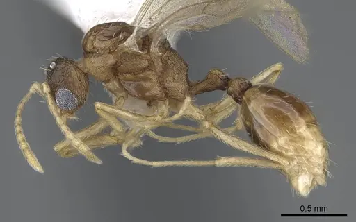 Tetramorium delagoense specimen LACMENT323527 image lacment323527_3