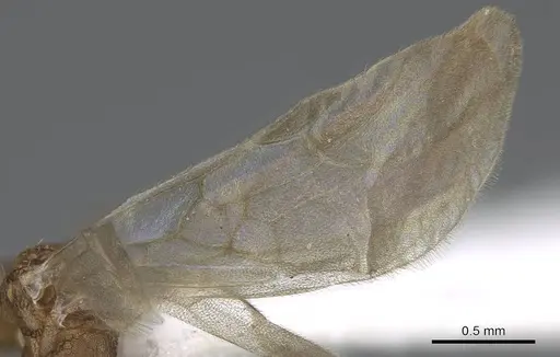 Tetramorium delagoense specimen LACMENT323527 image lacment323527_4