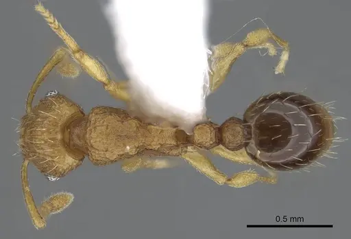 Tetramorium delagoense specimen LACMENT323529 image lacment323529_1
