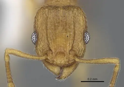 Tetramorium delagoense specimen LACMENT323529 image lacment323529_2