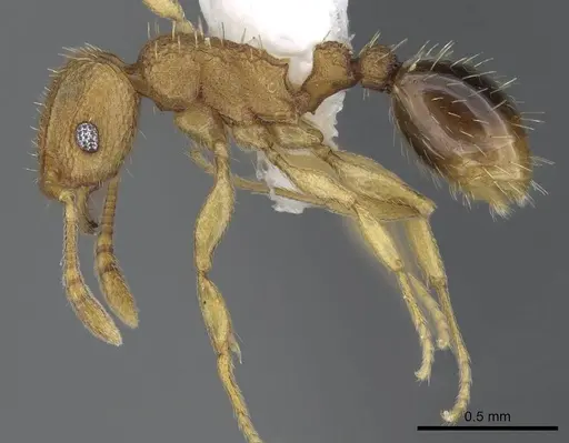 Tetramorium delagoense specimen LACMENT323529 image lacment323529_3