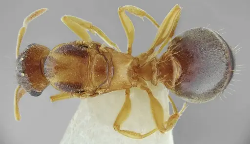 Tetramorium densopilosum specimen ANTWEB1008964 image antweb1008964_1