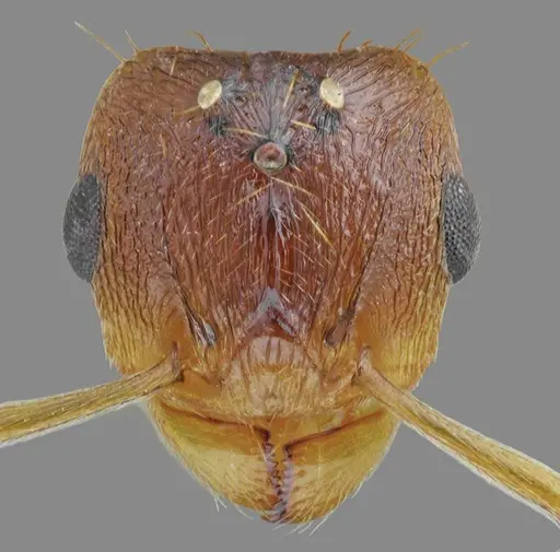 Tetramorium densopilosum specimen ANTWEB1008964 image antweb1008964_2