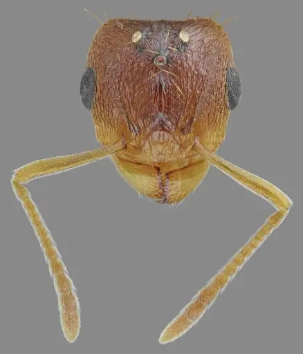 Tetramorium densopilosum specimen ANTWEB1008964 image antweb1008964_3