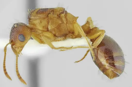 Tetramorium densopilosum specimen ANTWEB1008964 image antweb1008964_4
