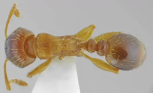 Tetramorium densopilosum specimen ANTWEB1008965 image antweb1008965_1