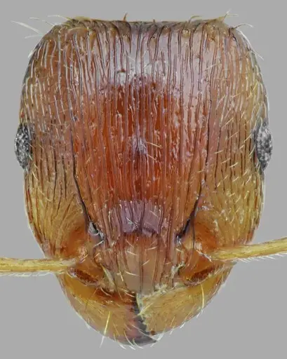 Tetramorium densopilosum specimen ANTWEB1008965 image antweb1008965_2