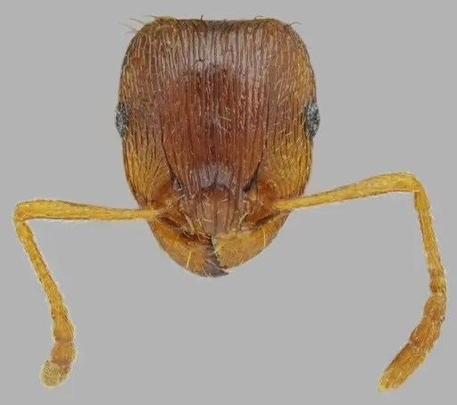 Tetramorium densopilosum specimen ANTWEB1008965 image antweb1008965_3
