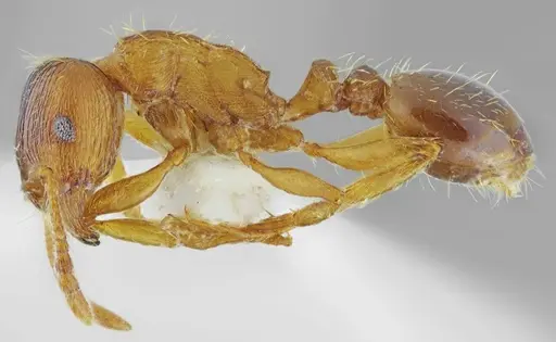 Tetramorium densopilosum specimen ANTWEB1008965 image antweb1008965_4
