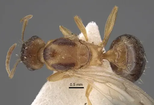 Tetramorium densopilosum specimen CASENT0917417 image casent0917417_1