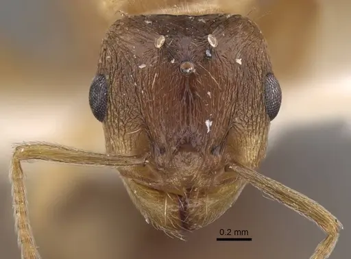 Tetramorium densopilosum specimen CASENT0917417 image casent0917417_2
