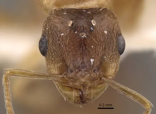 Tetramorium densopilosum specimen CASENT0917417 image casent0917417_3