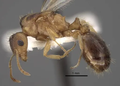 Tetramorium densopilosum specimen CASENT0917417 image casent0917417_4
