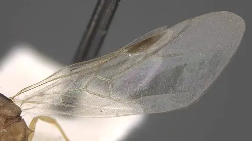 Tetramorium densopilosum specimen CASENT0917417 image casent0917417_5