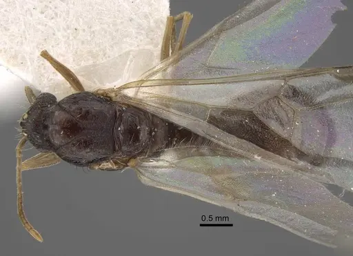 Tetramorium densopilosum specimen CASENT0917418 image casent0917418_1