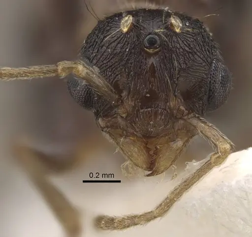 Tetramorium densopilosum specimen CASENT0917418 image casent0917418_2