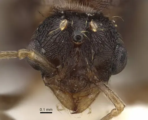 Tetramorium densopilosum specimen CASENT0917418 image casent0917418_3