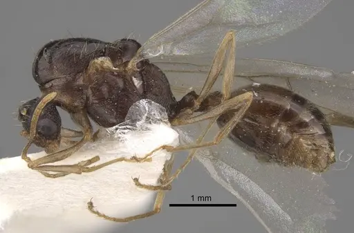 Tetramorium densopilosum specimen CASENT0917418 image casent0917418_4