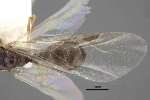 Tetramorium densopilosum specimen CASENT0917418 image casent0917418_5