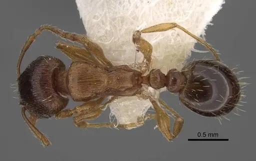 Tetramorium densopilosum specimen CASENT0917419 image casent0917419_1