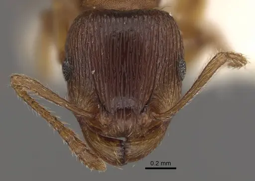 Tetramorium densopilosum specimen CASENT0917419 image casent0917419_2