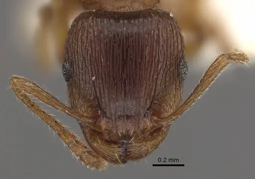 Tetramorium densopilosum specimen CASENT0917419 image casent0917419_3