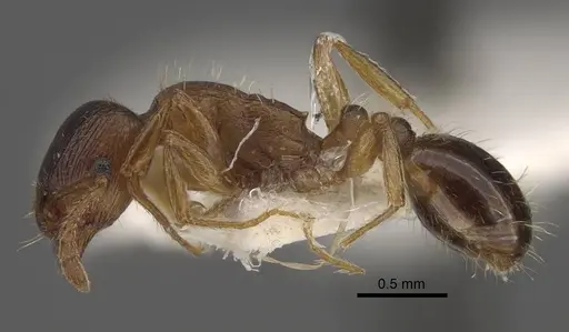 Tetramorium densopilosum specimen CASENT0917419 image casent0917419_4