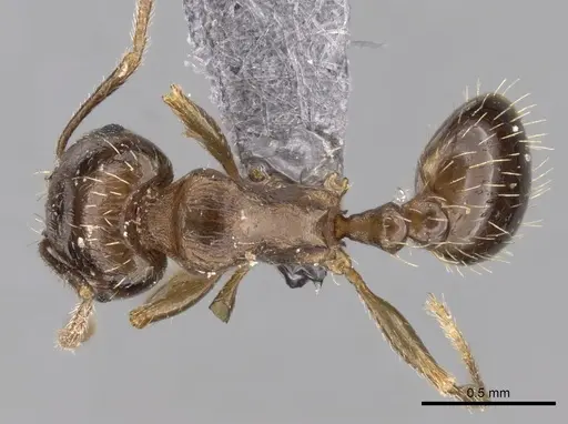 Tetramorium depressiceps specimen CASENT0263968 image casent0263968_1