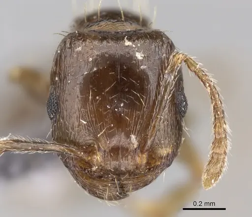Tetramorium depressiceps specimen CASENT0263968 image casent0263968_2