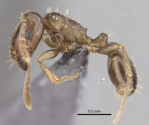 Tetramorium depressiceps specimen CASENT0263968 image casent0263968_3