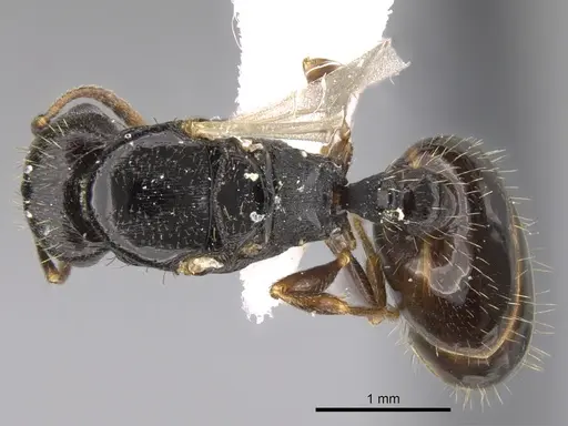 Tetramorium depressiceps specimen CASENT0906435 image casent0906435_1