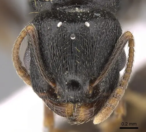 Tetramorium depressiceps specimen CASENT0906435 image casent0906435_2