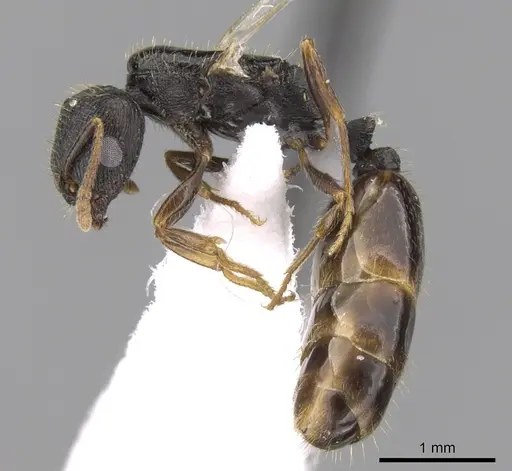 Tetramorium depressiceps specimen CASENT0906435 image casent0906435_3