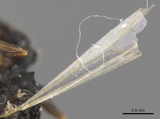 Tetramorium depressiceps specimen CASENT0906435 image casent0906435_4